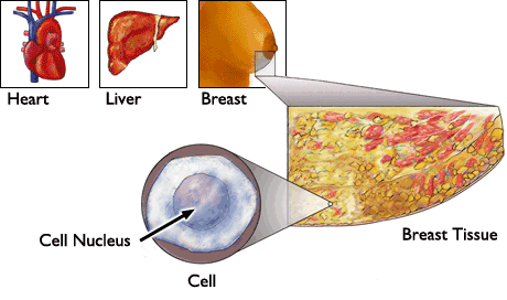 Cell and Nucleus