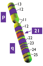 Chromosome 17