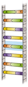 DNA Ladder