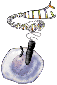Helix Forming Chromosome