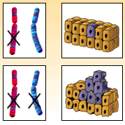 How Inherited Cancer Develops