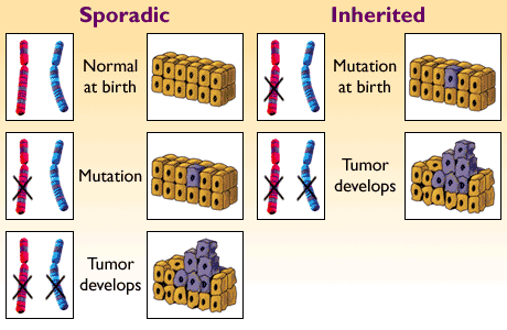 Sporadic Versus Inherited Cancer